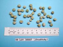 Click for 4 image(s) for this accession. Image